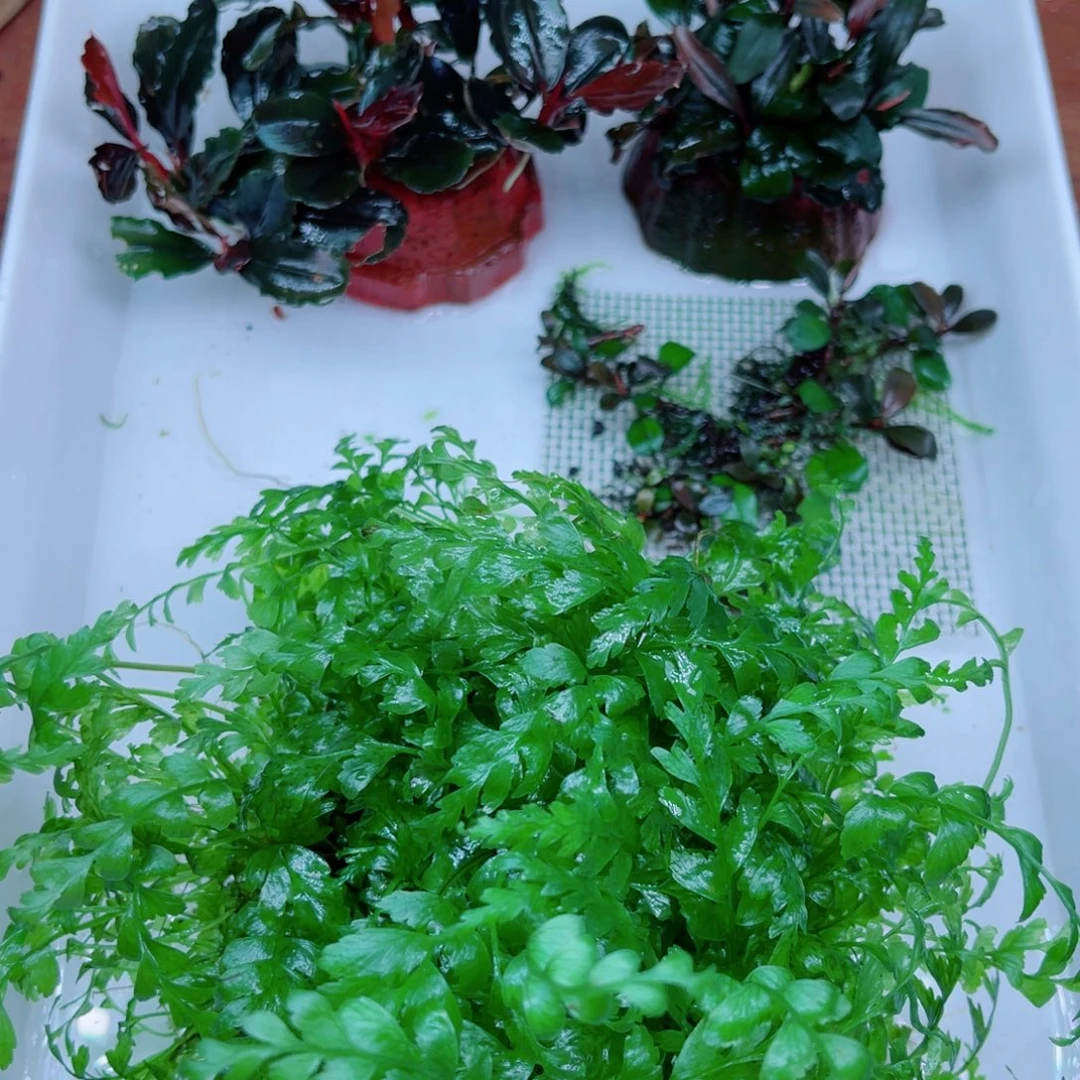 春***哥辣椒榕两个精品美小呆