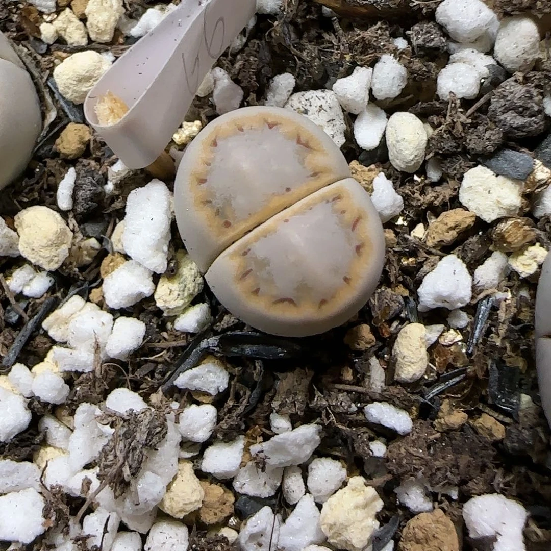 11.15.c216饼干.9049