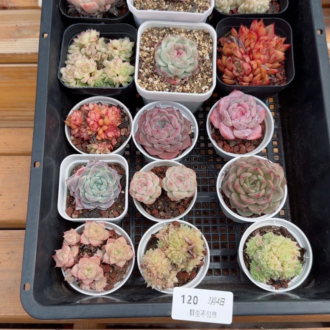 框拍框拍0304-120