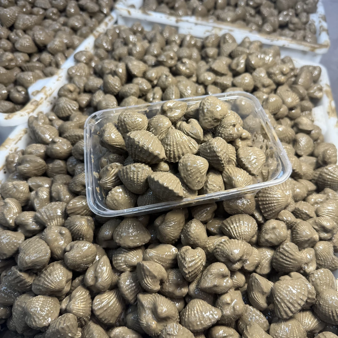 【美味直达】血蛤顺丰包邮新鲜海鲜