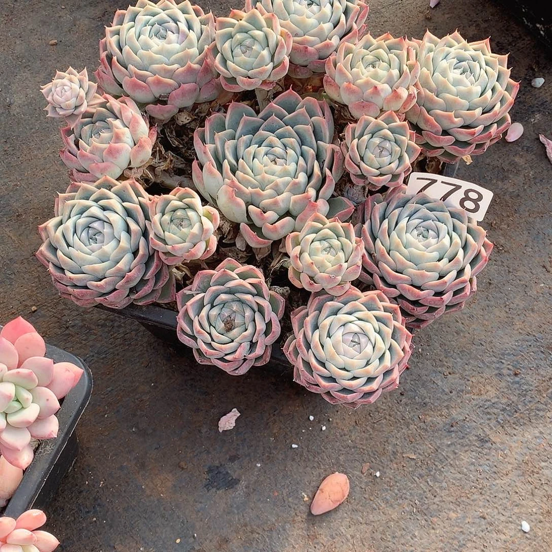 778 一物一拍多肉