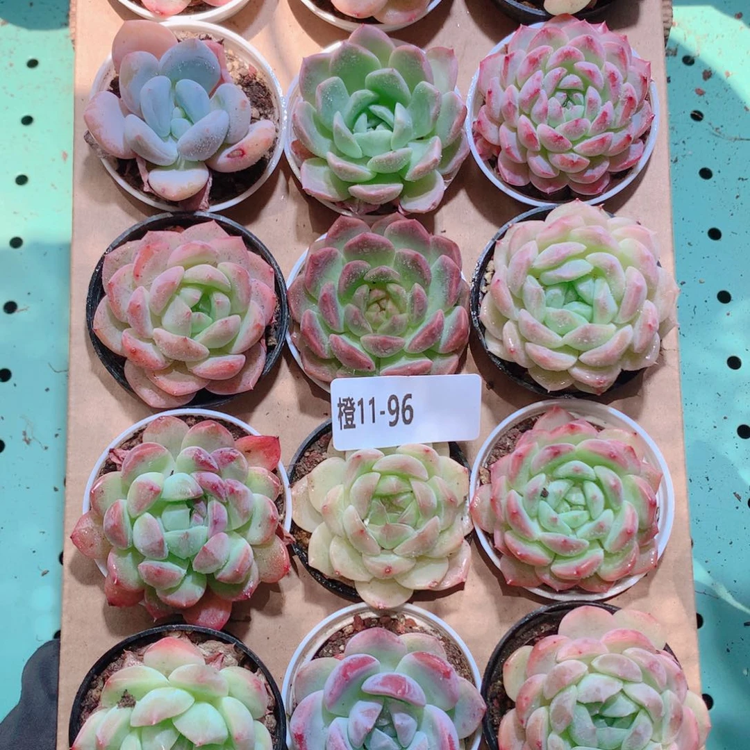11-96一物一拍带盆18颗