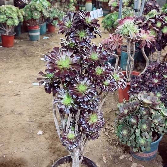 114黑法老桩法师