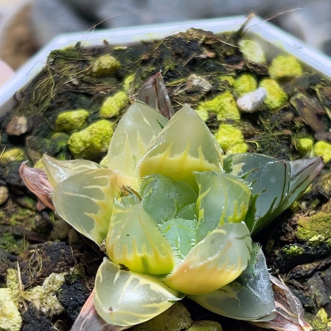 恭喜发财大吉大利671