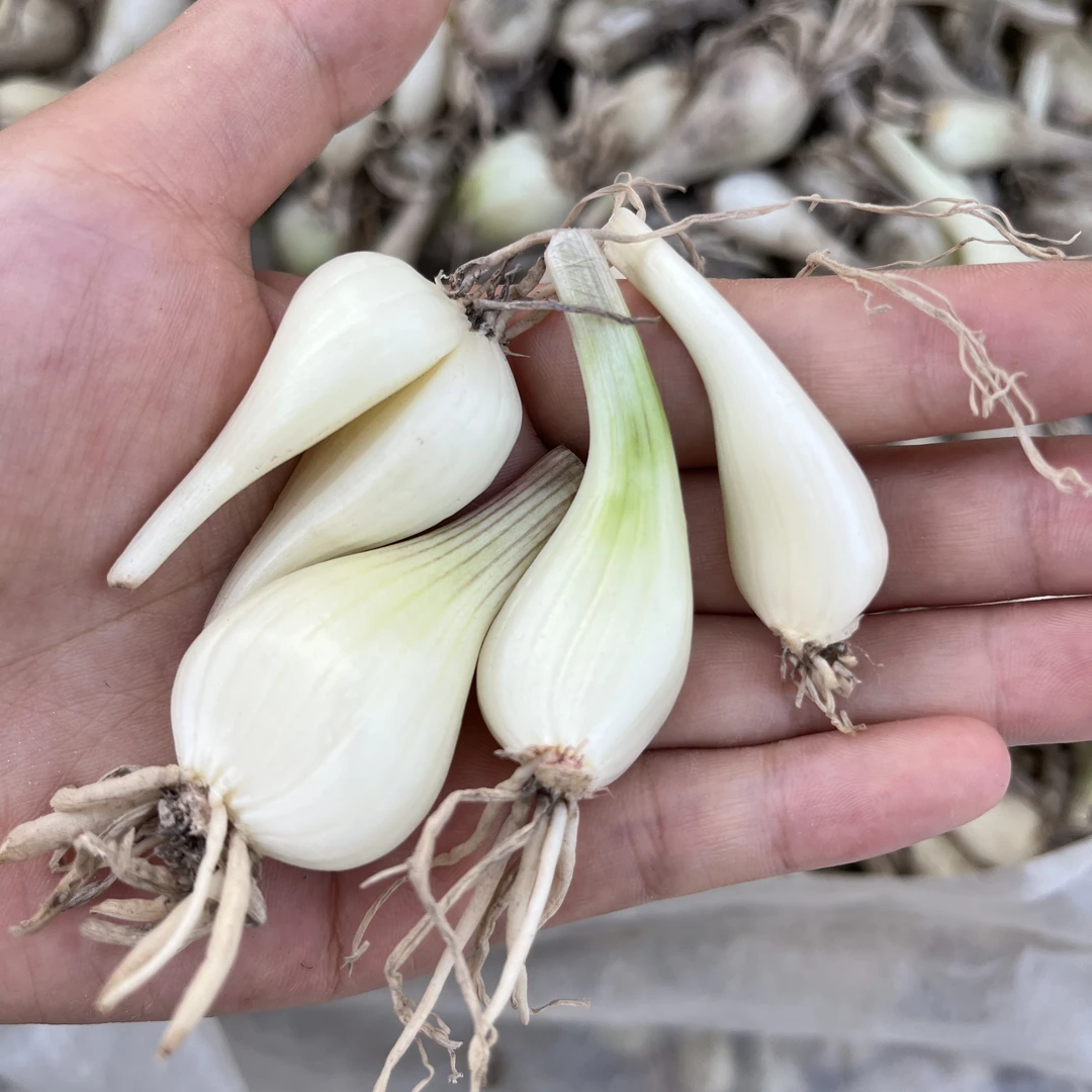 现挖新鲜藠头农家自种脆嫩可口可做泡菜