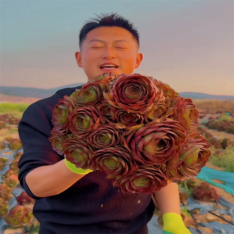 零花钱多肉  地栽万圣节法师  两个规格   多肉植物