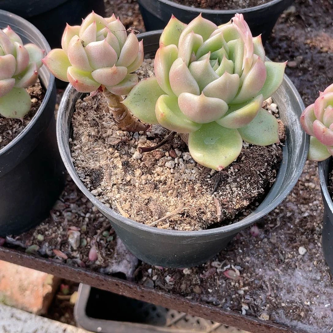 ?*2423  冰城 六月六