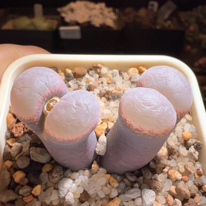 664。青蛙7年肯哈德 大尺寸。