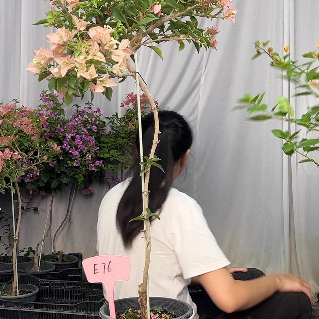 糖****当前无花栽培后可以开花E76卡亚塔