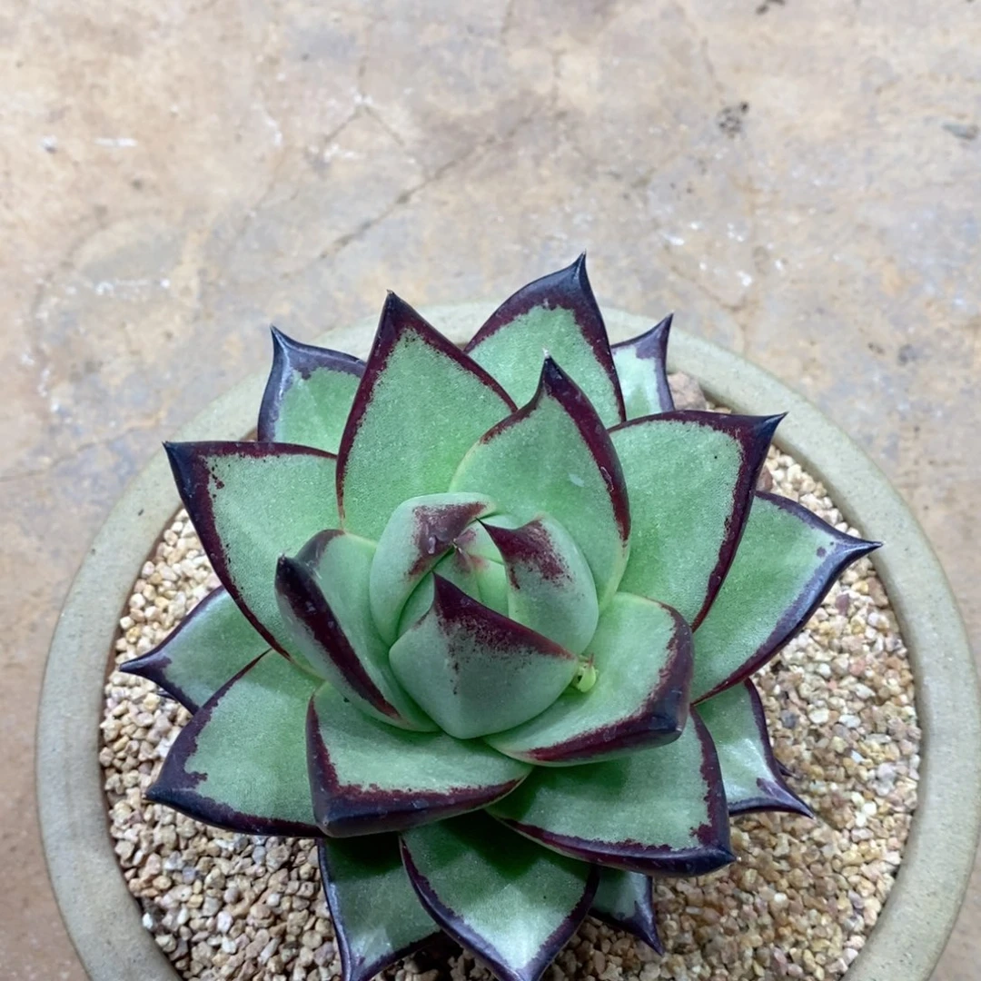 猫*福利特价美乌桃