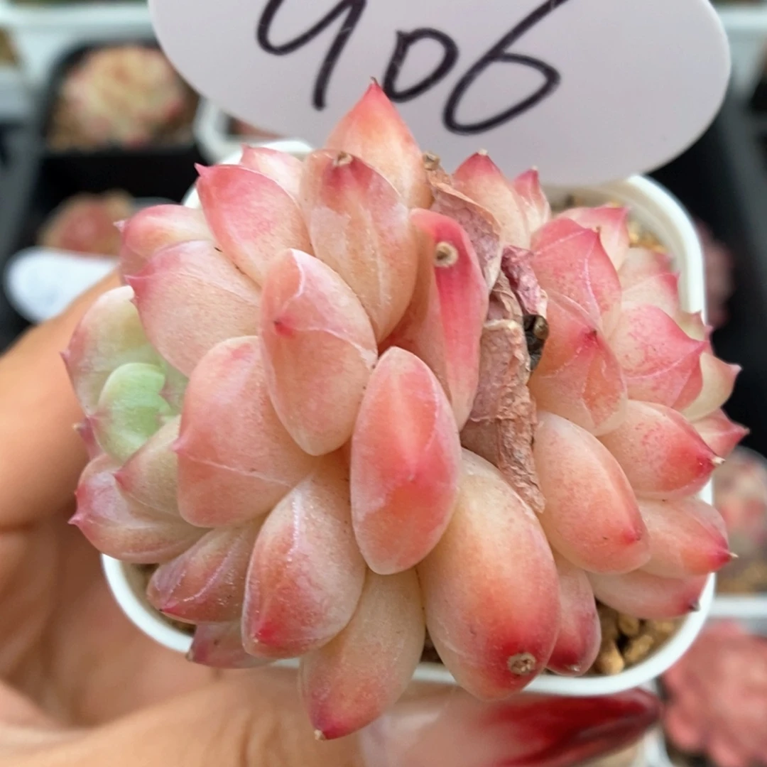 糖心粉魄双头可拍906号。