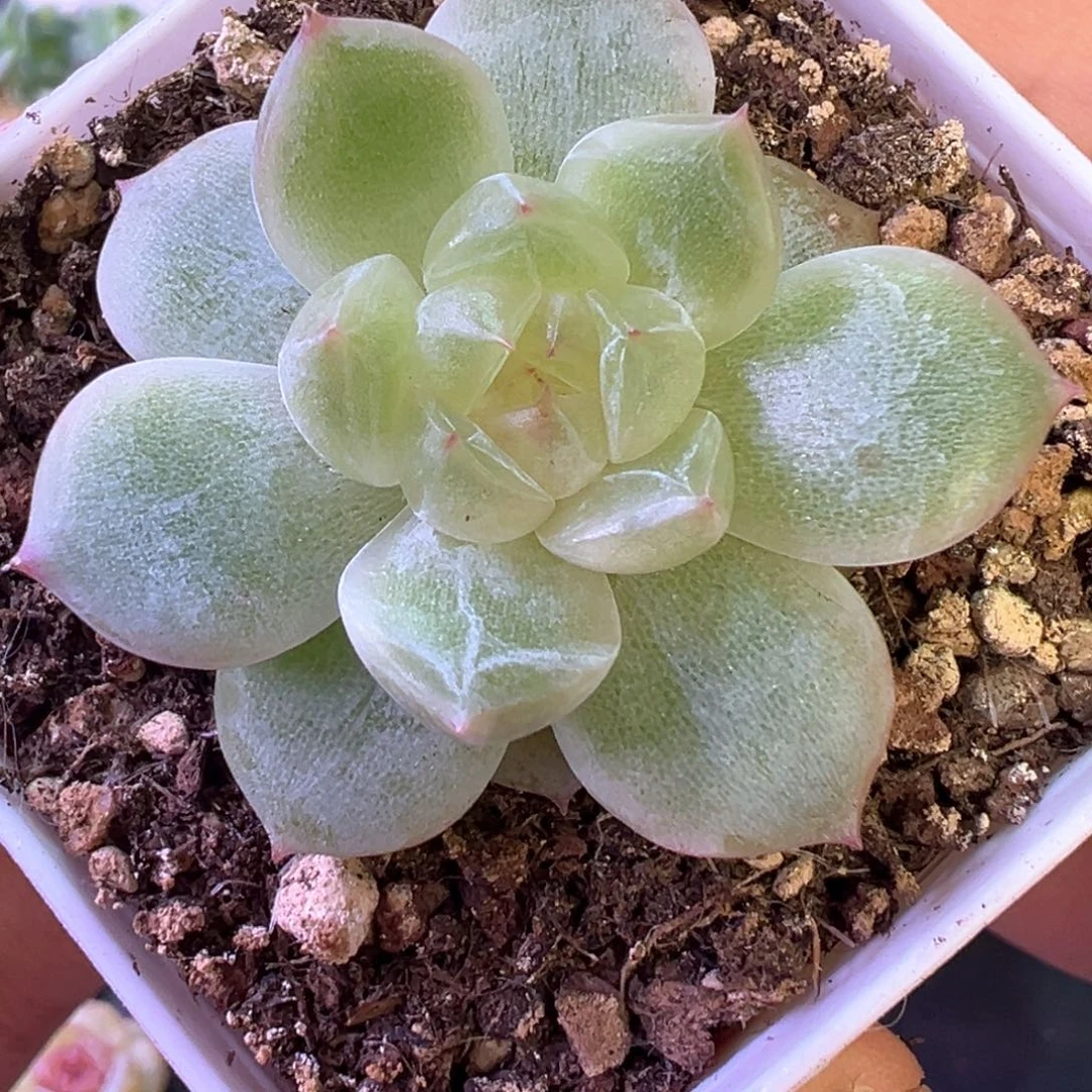 842号胭脂晗雨多肉植物