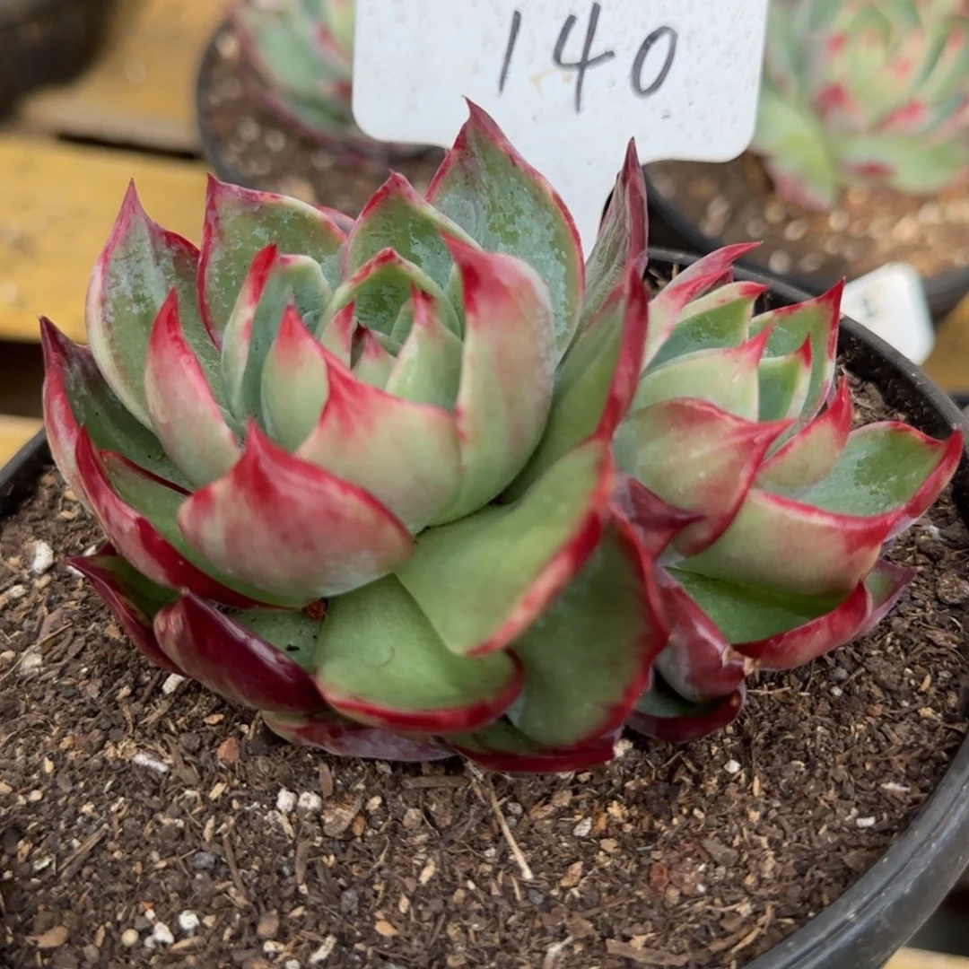 140 惊鸿一物一拍包装收缩花旱