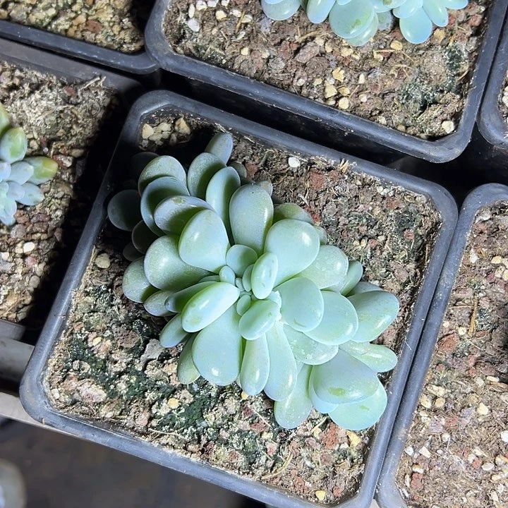 啦啦奶群生缀化多肉