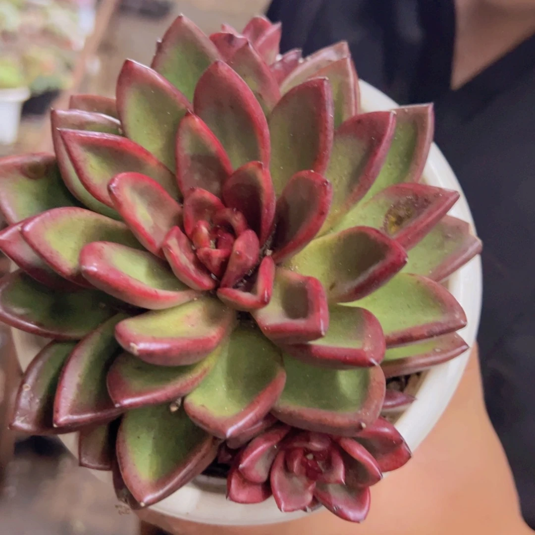 丰沛玫瑰大单头带仔