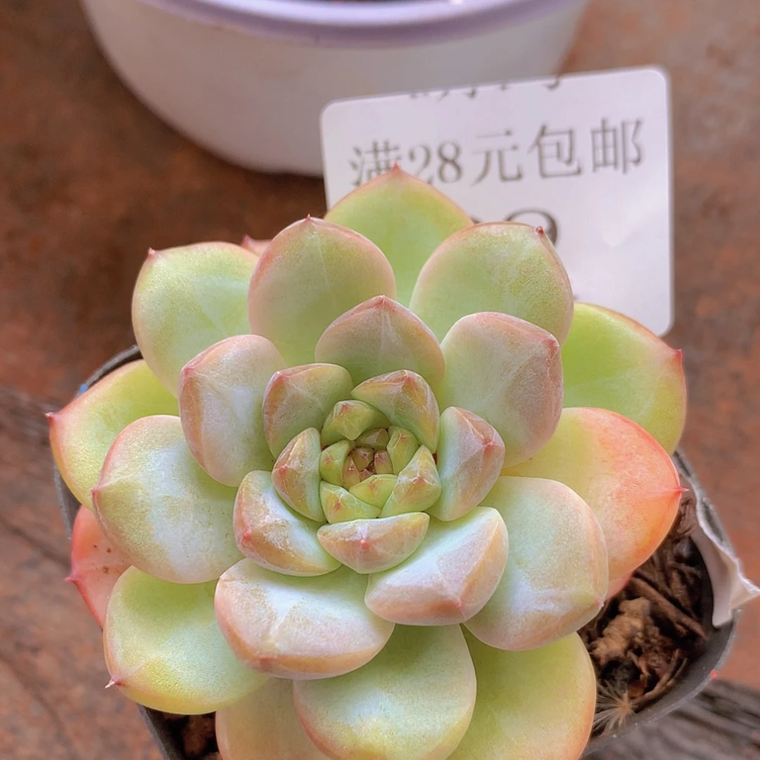 【闪购商品】云09号