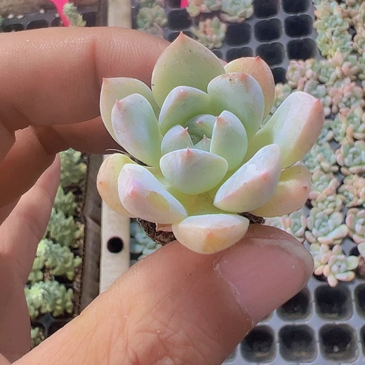 厚梦精品多肉植物大战