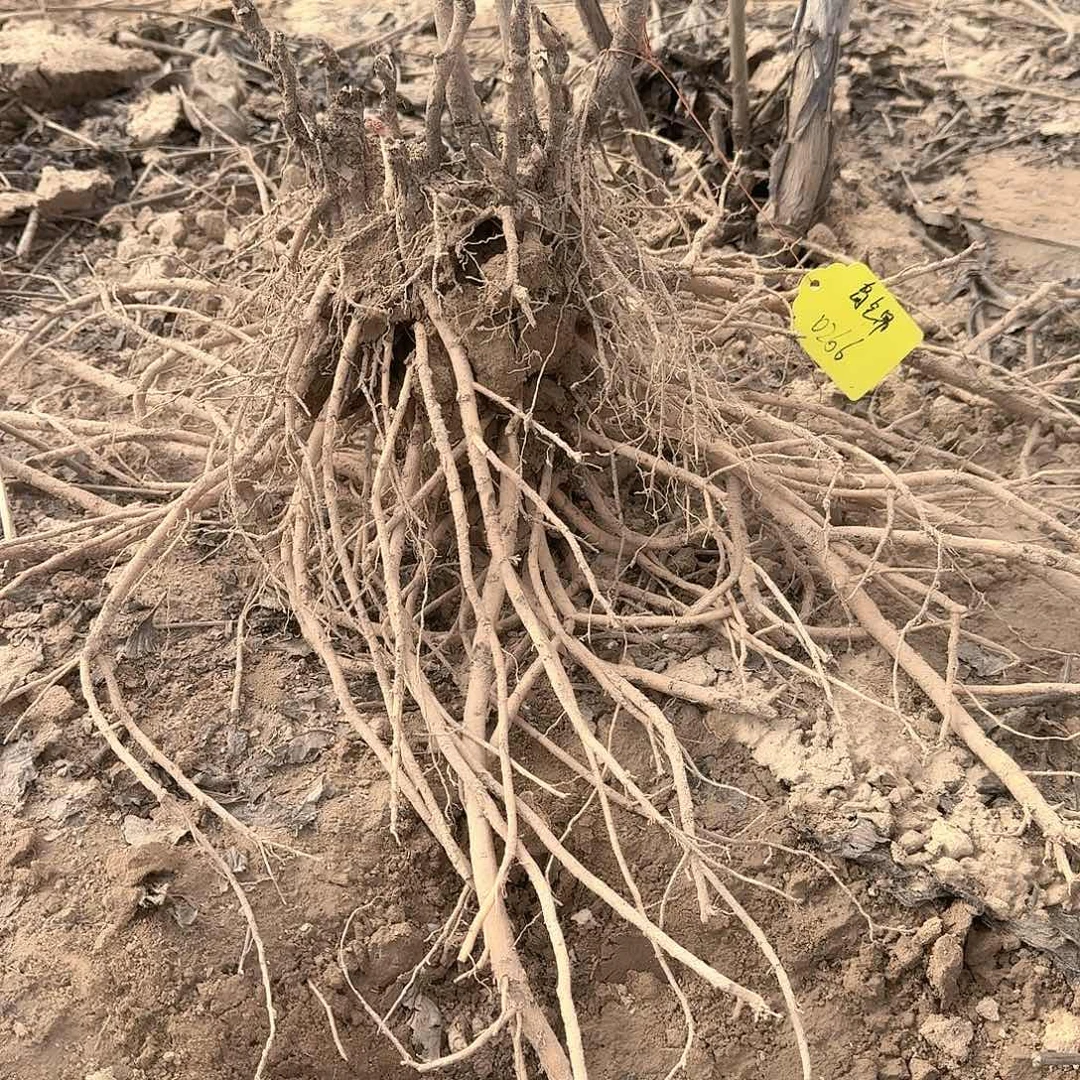 完全开放111111111111