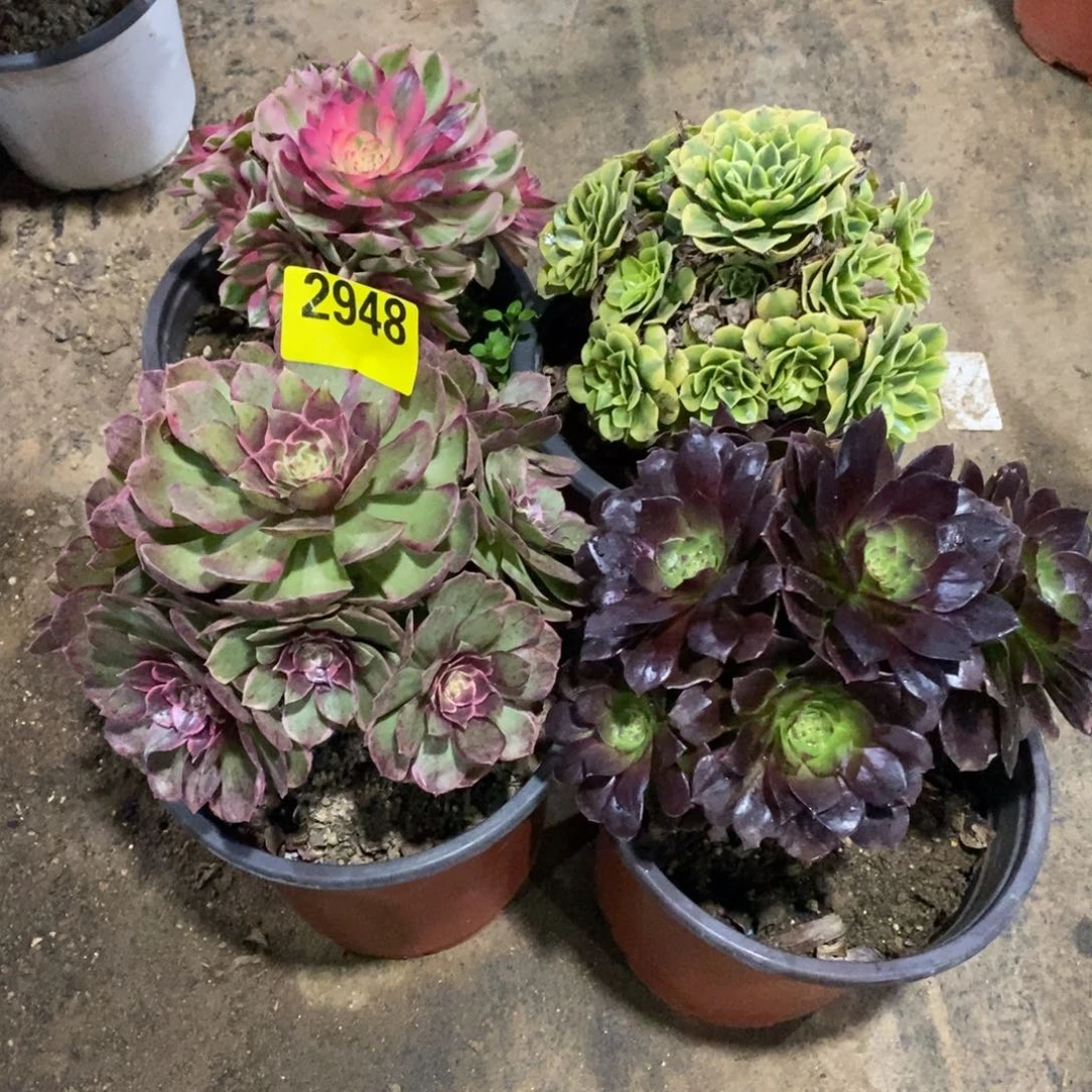 组合多肉法师粉花妖2948