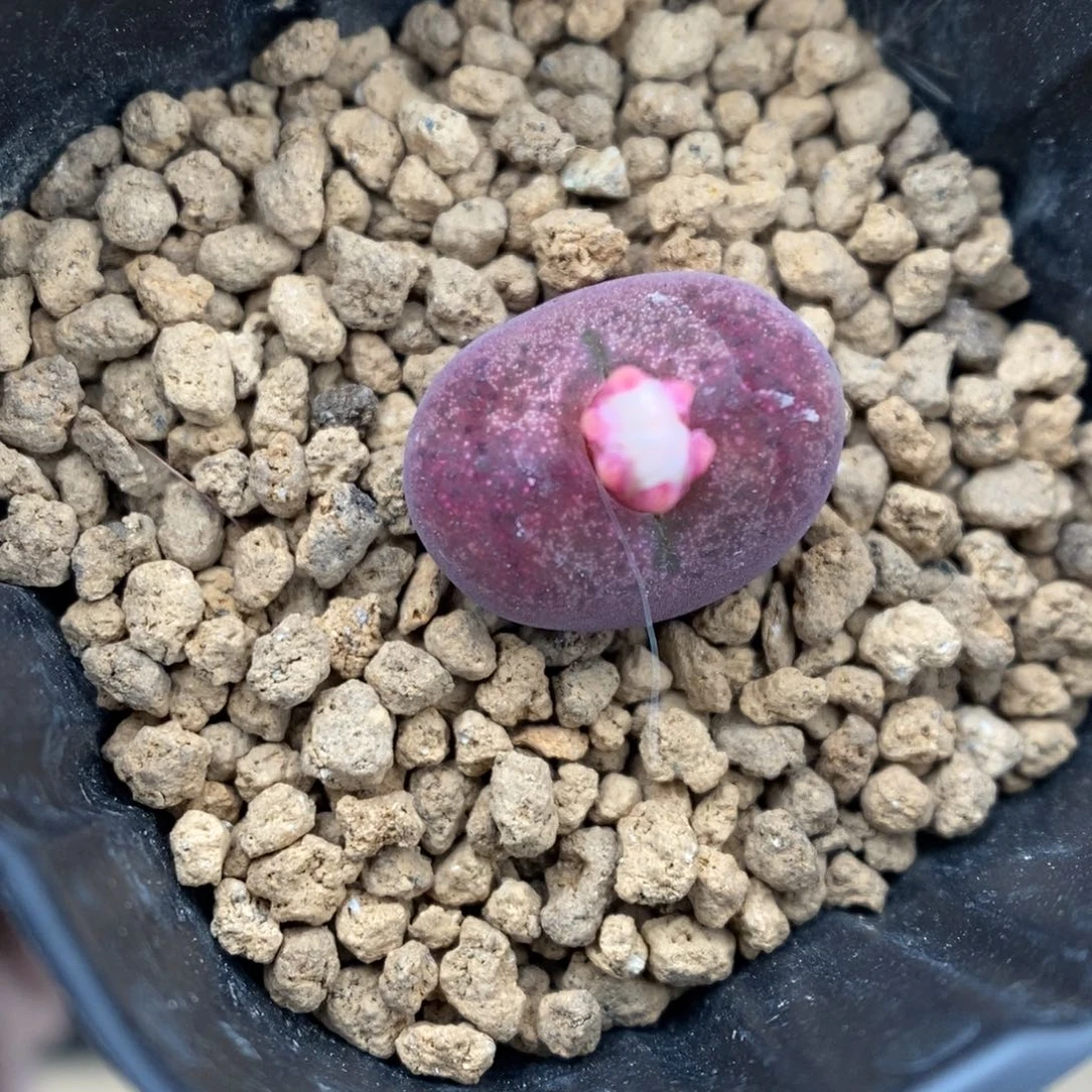 多肉植物肉锥杂交K-3438 墨杂 福利