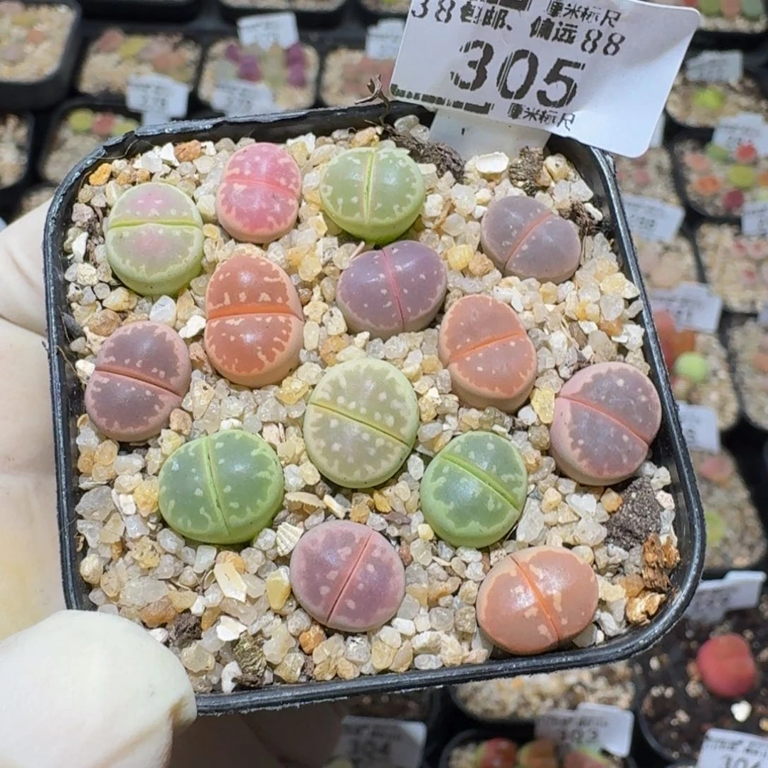 zzzz生石花多肉305