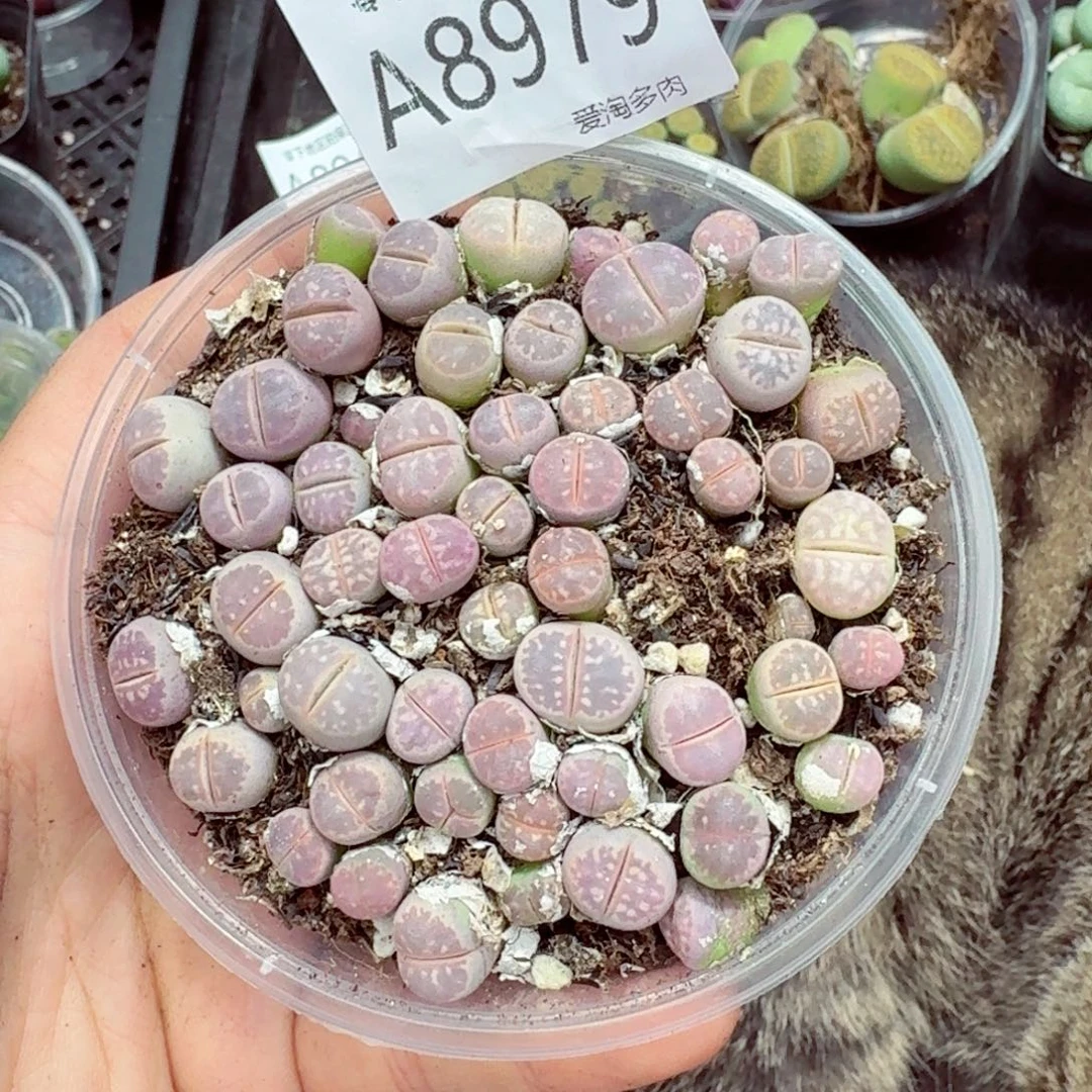 8979––零下地区需拍保温箱