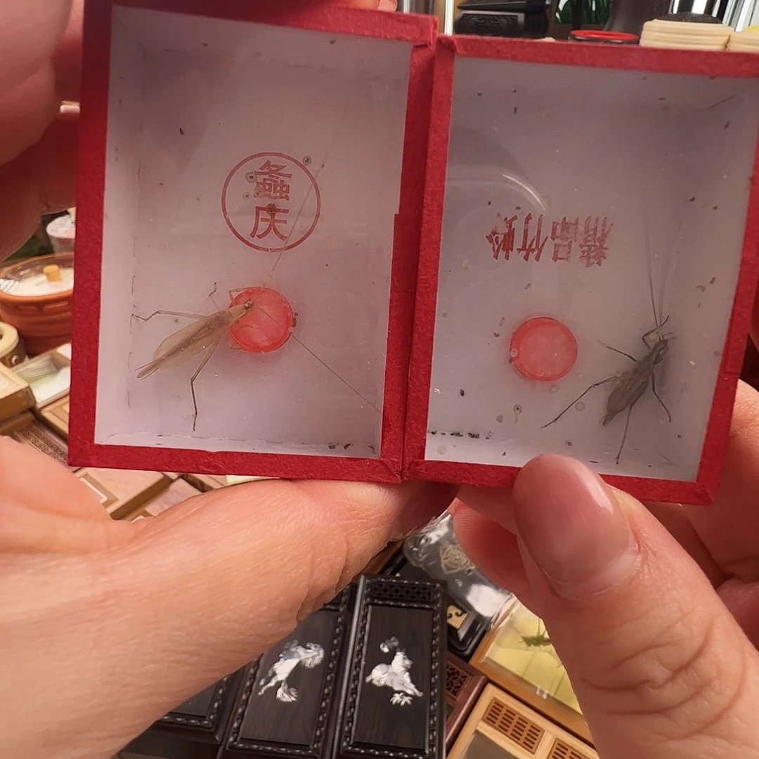 段须柬埔寨竹蛉➕紫竹蛉