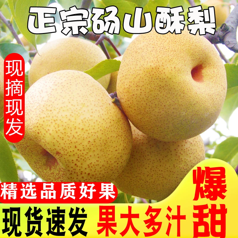 正宗砀山酥梨皮薄多汁老树梨自家果园新鲜直发水果梨酥梨当季水果