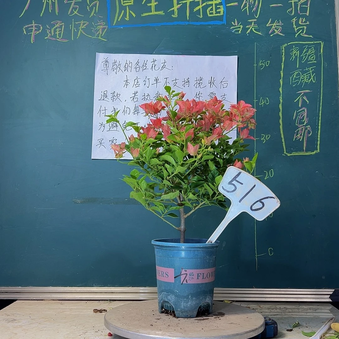 当前无花栽培后可以开花卡亚塔516