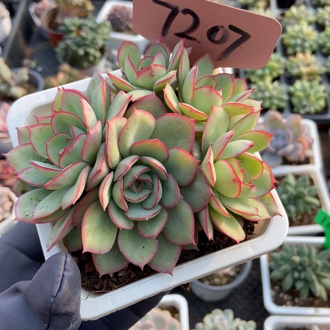 7207牡丹亭多肉植物