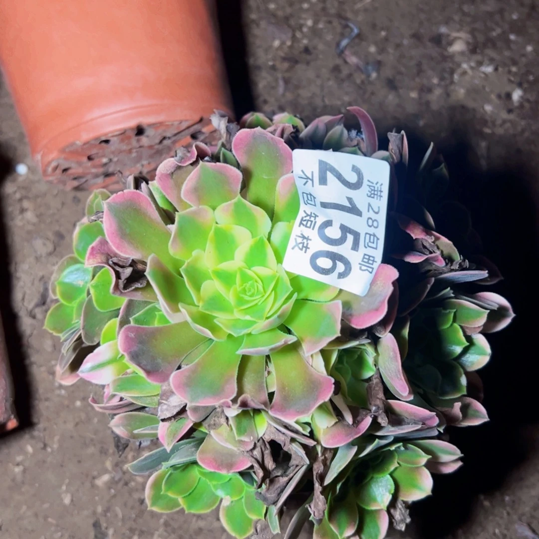 2156香妃多肉植物法师