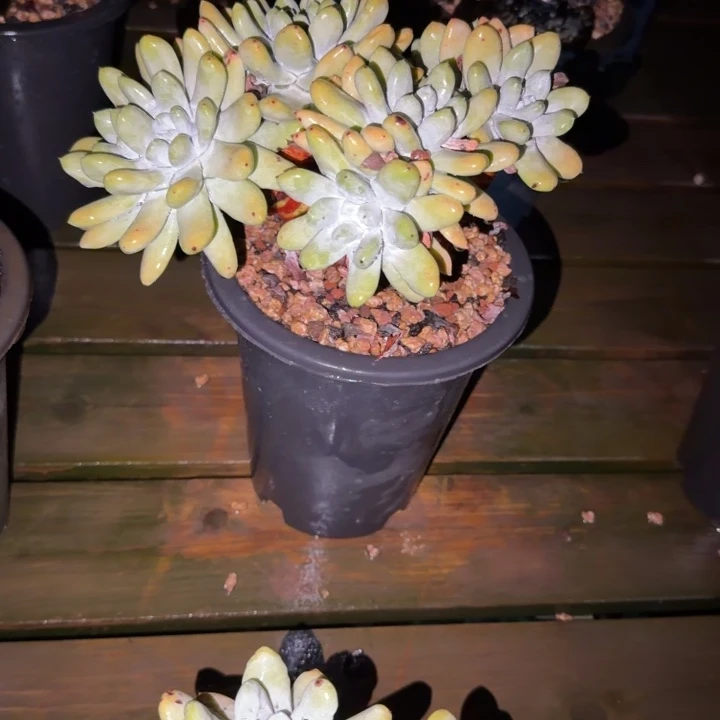 ****睦拇指仙女杯多肉植物