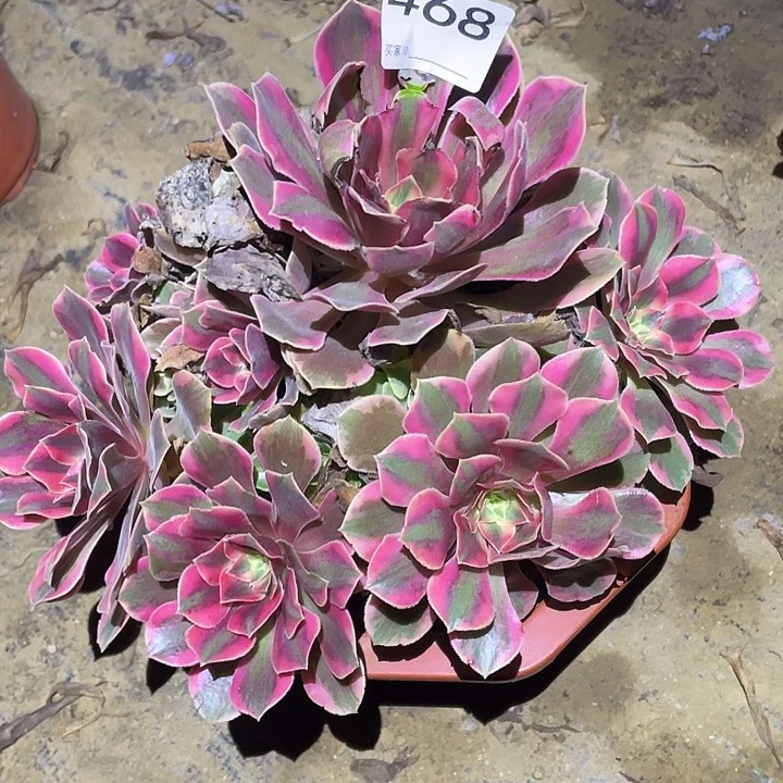 霜多肉植物断枝不包468女妖