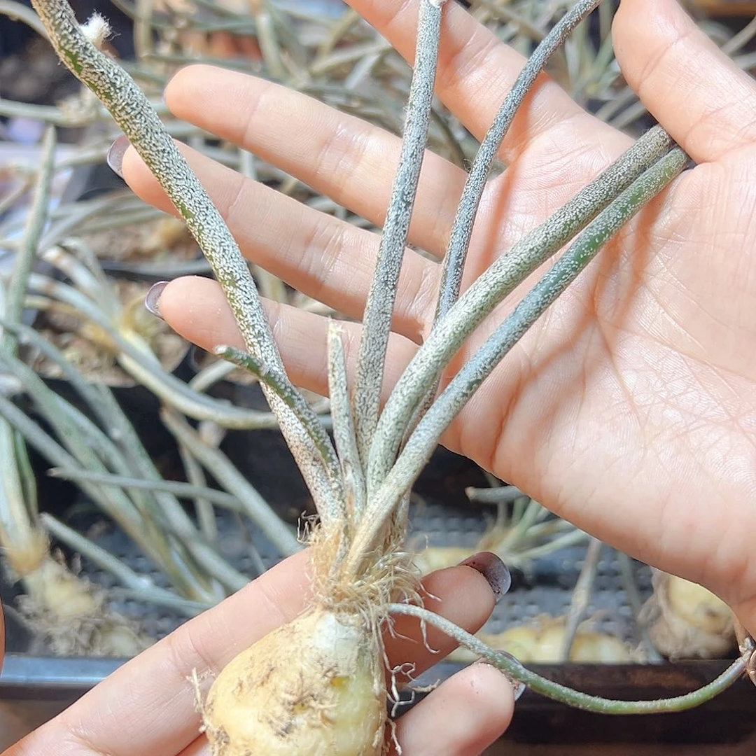 实生美杜莎肚子2公分脱土