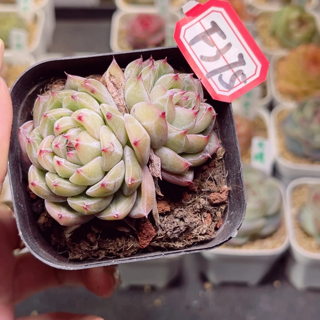 品*F375雪花珍妮双头