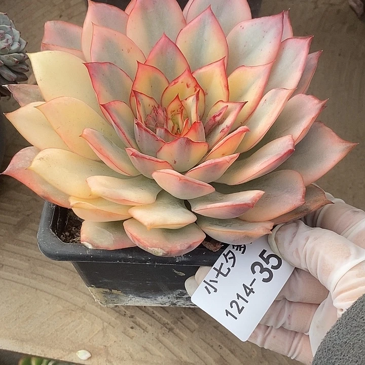 小七夕多肉月光女神锦35