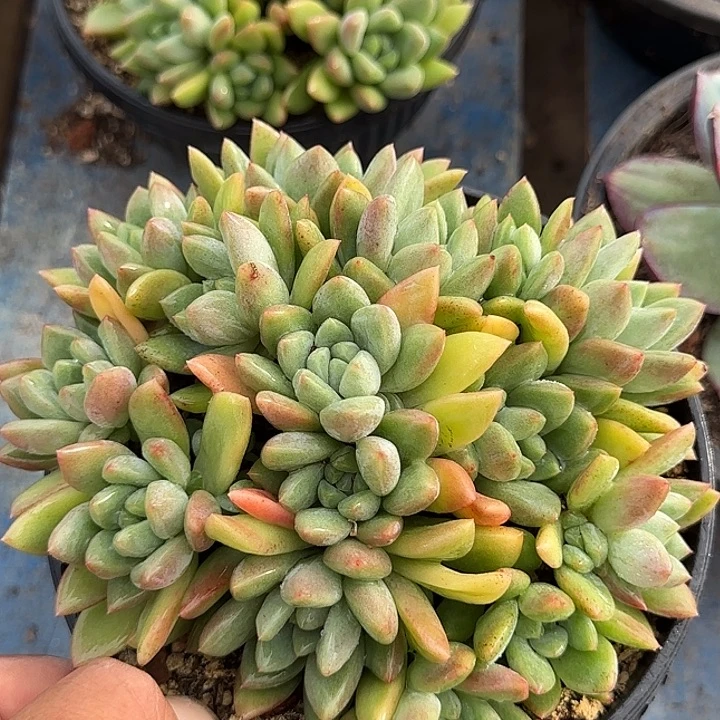 贵妃美人惊鸿一物一拍包装收缩花旱