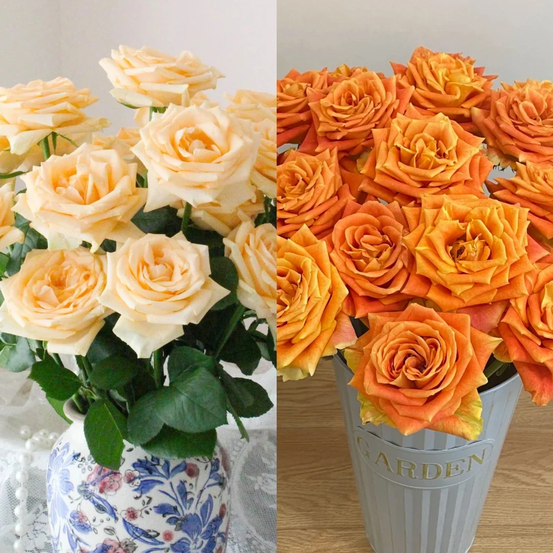 【丝路自产】欢乐颂+蜜桃雪山玫瑰鲜花混搭批发橙色切花1单顺丰包邮