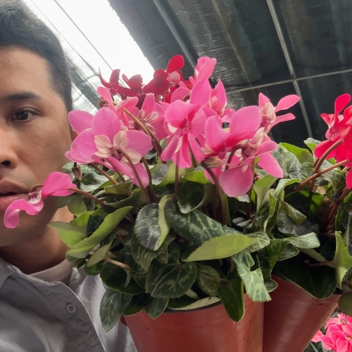 蝶衣仙客来盆栽花