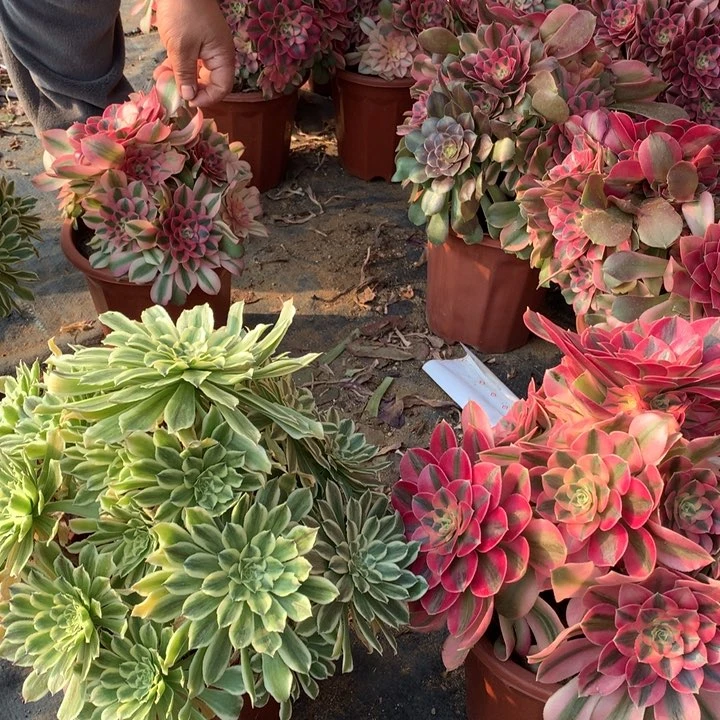 不包损117号碧浪香妃老桩