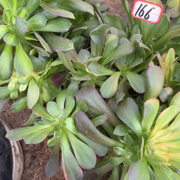 多肉植物166不售后