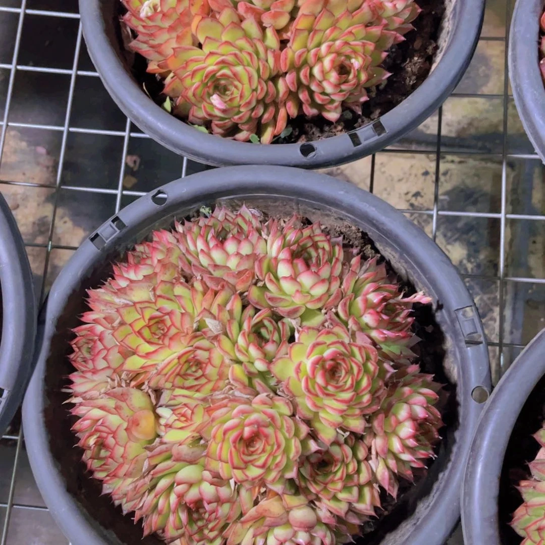 萤火虫一颗脱土发货