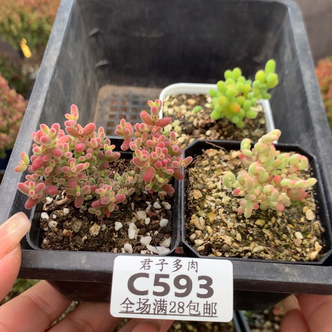 c593红宝石锦蜜橘金桔枝干番杏