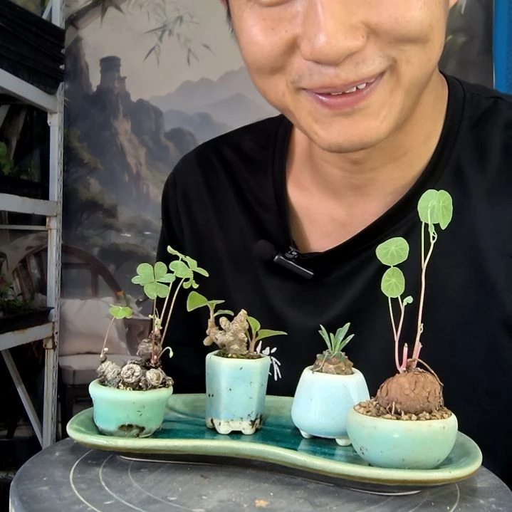 铃**铛中青园艺一物一拍415