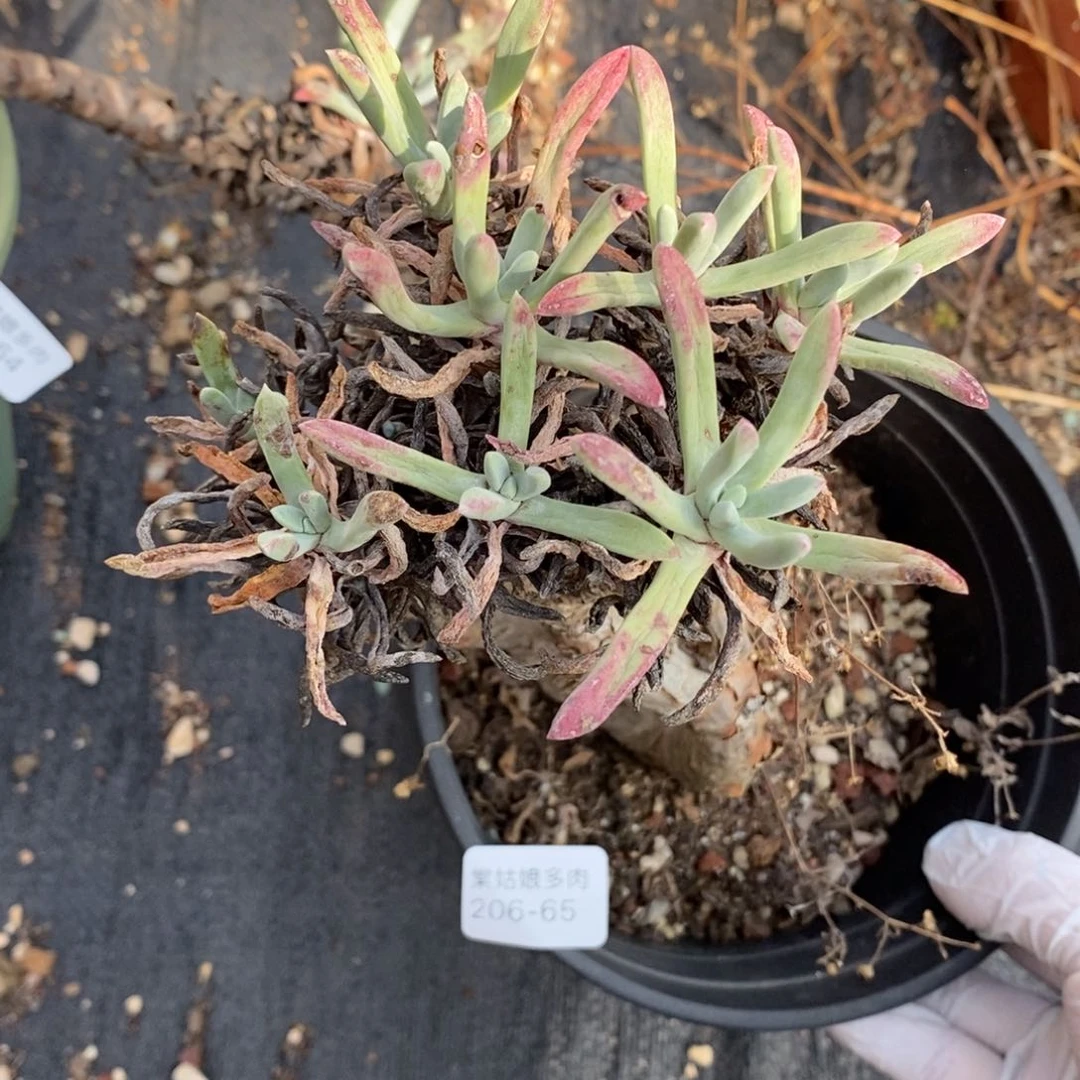 65海爱度瑕疵瑕疵