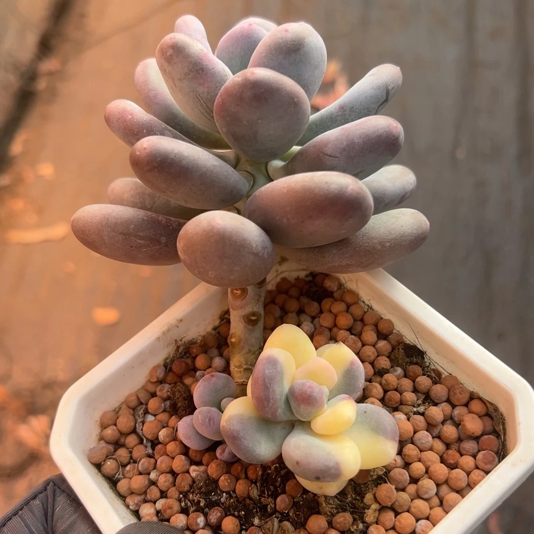 奶酪锦，小老桩带花脸头福利价