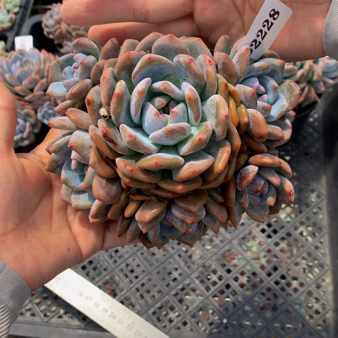 92228多头一个行嗯嗯嗯嗯的