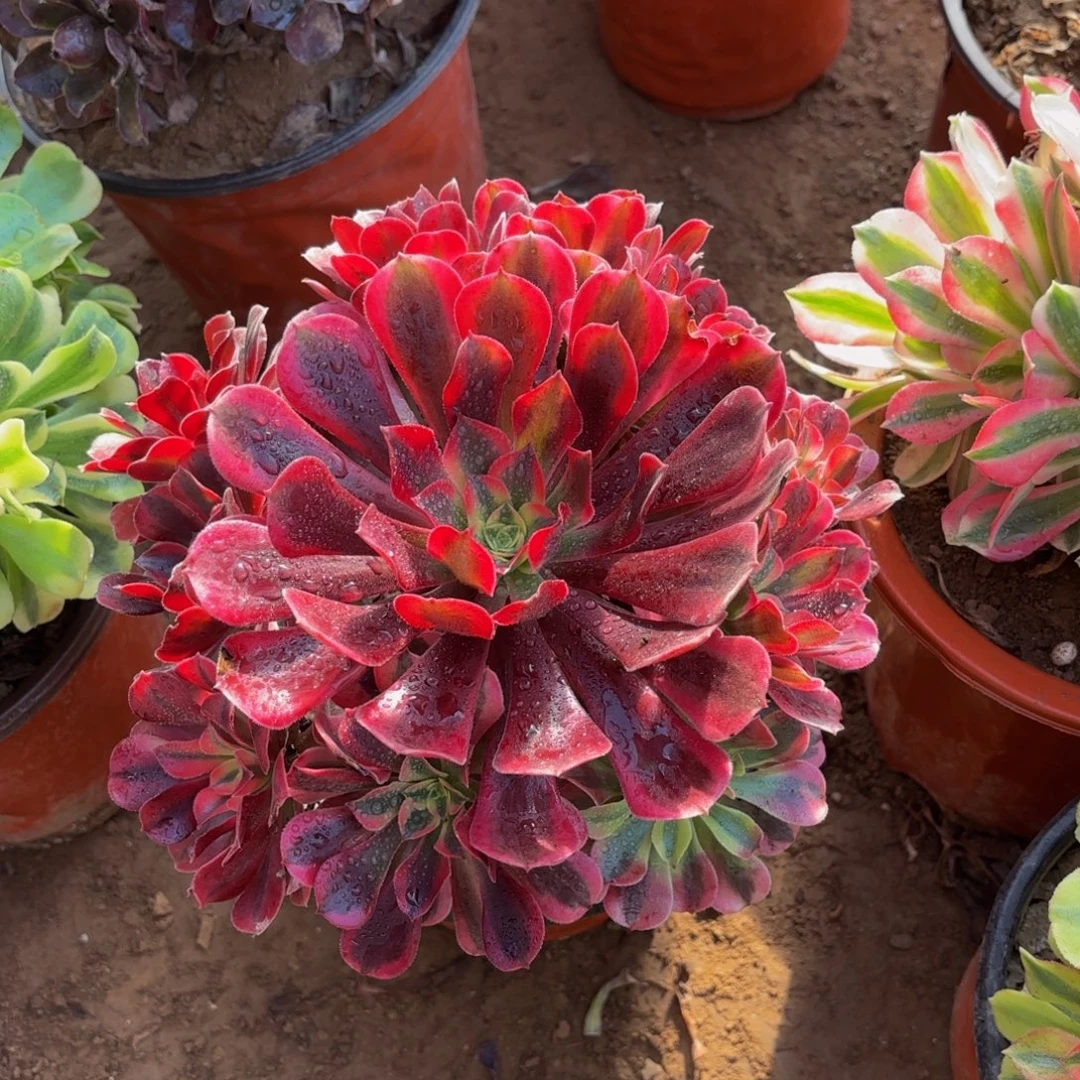 美杜莎手捧9.9多肉植物