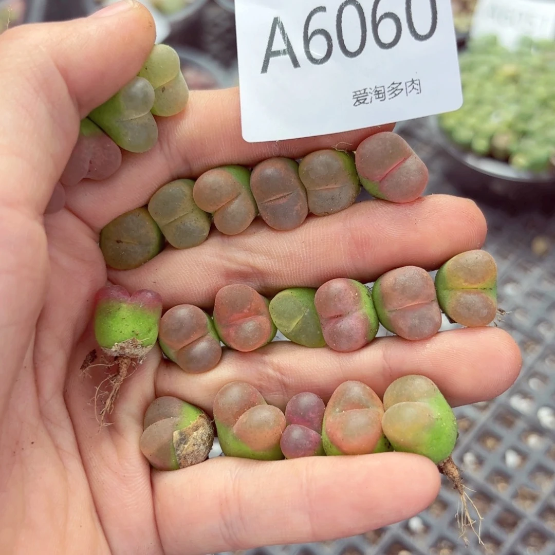 6060—生石花 生石花
