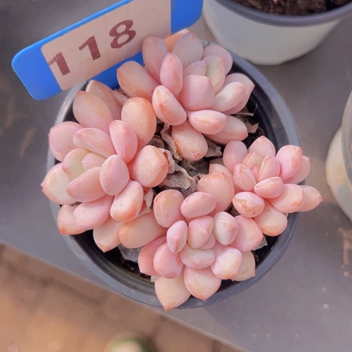 健健康康平平安安